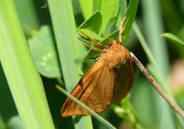 Attēlu rezultāti vaicājumam “Diacrisia sannio”