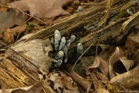 Attēlu rezultāti vaicājumam “Xylaria polymorpha”