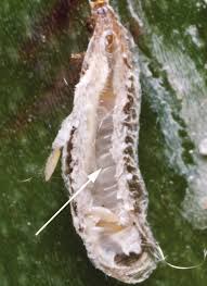 Attēlu rezultāti vaicājumam “Lepidosaphes ulmi imago”