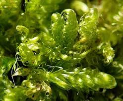 Attēlu rezultāti vaicājumam “Hypnum cupressiforme var. subjulacum”