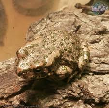 Attēlu rezultāti vaicājumam “Pseudepidalea viridis”