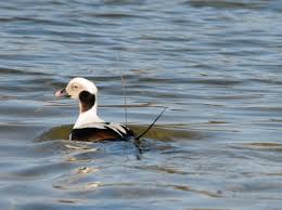 Attēlu rezultāti vaicājumam “Clangula hyemalis”