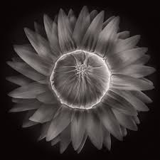 Image result for Helichrysum bracteatum