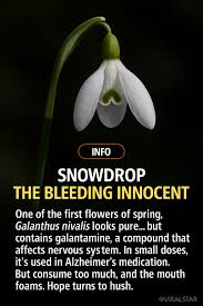 Attēlu rezultāti vaicājumam “Galanthus nivalis fruit”