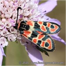 Attēlu rezultāti vaicājumam “Zygaena cocoon”