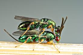 Attēlu rezultāti vaicājumam “Rhabdophaga rosaria”