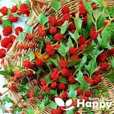 Attēlu rezultāti vaicājumam “Chenopodium foliosum”