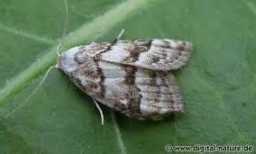 Attēlu rezultāti vaicājumam “Nola aerugula”