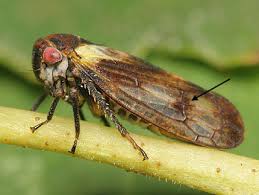 Attēlu rezultāti vaicājumam “Oncopsis sp.”