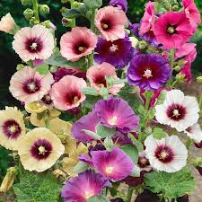 Image result for Alcea rosea
