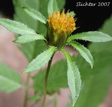 Attēlu rezultāti vaicājumam “Bidens frondosa flower”