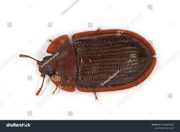 Attēlu rezultāti vaicājumam “Ostoma ferruginea”