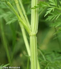 Attēlu rezultāti vaicājumam “Selinum carvifolia”