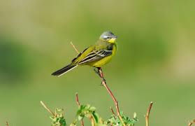 Attēlu rezultāti vaicājumam “Motacilla flava flava”