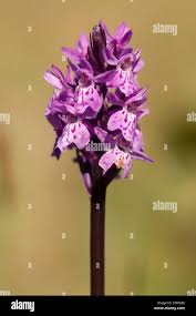 Attēlu rezultāti vaicājumam “Dactylorhiza traunsteineri”