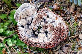 Attēlu rezultāti vaicājumam “Hydnellum sp.”