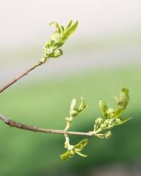 Attēlu rezultāti vaicājumam “Euonymus europaeus bud”