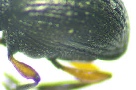 Attēlu rezultāti vaicājumam “Protapion sp.”