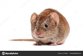 Attēlu rezultāti vaicājumam “Myodes glareolus”