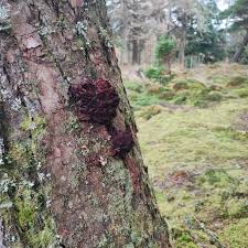 Attēlu rezultāti vaicājumam “Physarum alexandrowiczii”