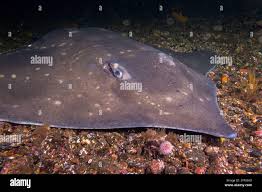 Image result for Dipturus intermedius