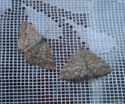 Attēlu rezultāti vaicājumam “Scopula immorata”