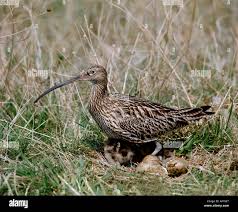 Attēlu rezultāti vaicājumam “Numenius arquata adult”