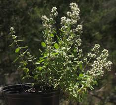 Attēlu rezultāti vaicājumam “Origanum majorana flower”