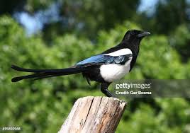 Attēlu rezultāti vaicājumam “Pica pica”