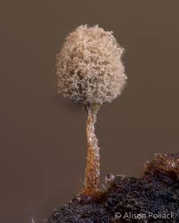 Attēlu rezultāti vaicājumam “Stemonitopsis amoena stalked”