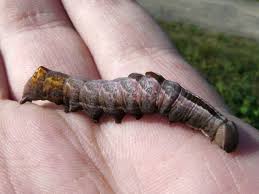 Attēlu rezultāti vaicājumam “Notodonta ziczac”