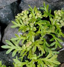 Attēlu rezultāti vaicājumam “Didymium aggregatum”