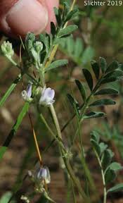 Attēlu rezultāti vaicājumam “Astragalus arenarius leaf”