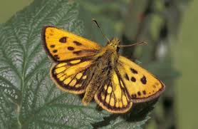 Attēlu rezultāti vaicājumam “Carterocephalus silvicolus”