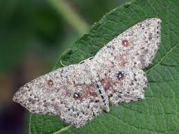 Attēlu rezultāti vaicājumam “Cyclophora pendularia”