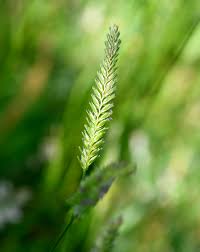 Attēlu rezultāti vaicājumam “Cynosurus cristatus fruit”