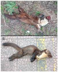 Attēlu rezultāti vaicājumam “Martes martes”