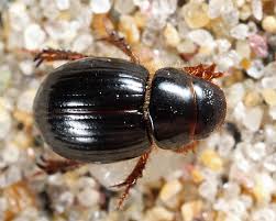 Attēlu rezultāti vaicājumam “Aegialia arenaria”