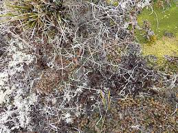 Attēlu rezultāti vaicājumam “Cetraria islandica”