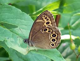 Attēlu rezultāti vaicājumam “Lopinga achine upperside”
