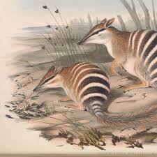 Image result for Carpiodes velifer