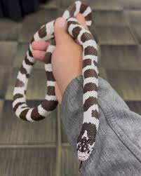 Attēlu rezultāti vaicājumam “Lycogala asperum”