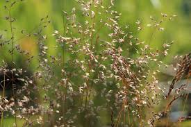 Attēlu rezultāti vaicājumam “Deschampsia flexuosa”
