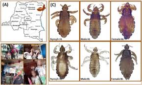 Attēlu rezultāti vaicājumam “Licea pygmaea macro”