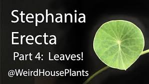 Attēlu rezultāti vaicājumam “Trichia erecta stalked”