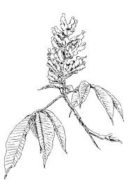 Attēlu rezultāti vaicājumam “Aesculus flava flower”