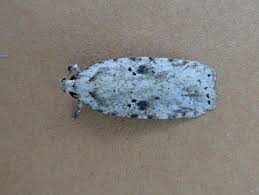 Attēlu rezultāti vaicājumam “Agonopterix aranella”