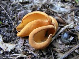 Attēlu rezultāti vaicājumam “Otidea leporina”