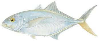 Image result for Caranx bartholomaei