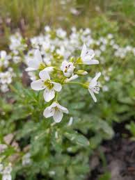 Attēlu rezultāti vaicājumam “Cardamine amara flower”